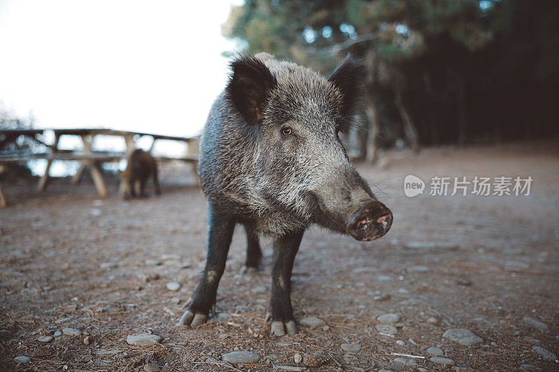 野猪(Sus scrofa)，欧亚野猪